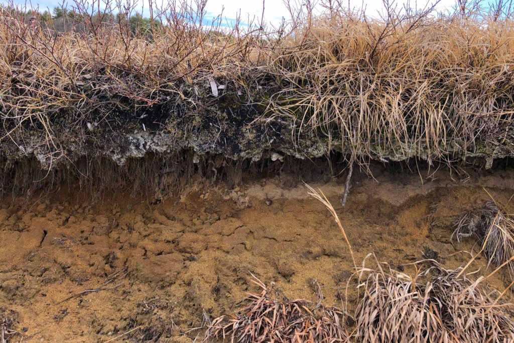 Wild blueberry bushes grow on sandy and gravelly soil in Maine, which can be difficult to irrigate. Credit: Sydney Cromwell/Inside Climate News