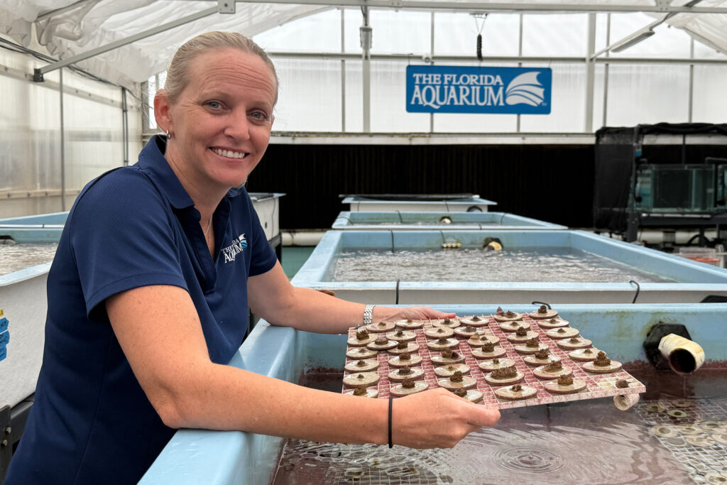 Keri O’Neil, senior scientist and director of the Coral Conservation Program at The Florida Aquarium in Apollo Beach, helped breed the first generation of lab-grown “Flondurans.” Credit: The Florida Aquarium