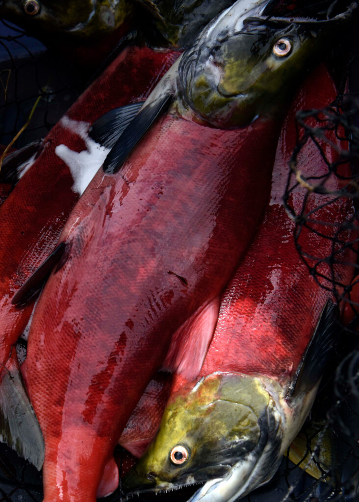 Bristol Bay is home to the largest sockeye salmon run in the world. Credit: Misty Nielsen/Goldman Environmental Prize