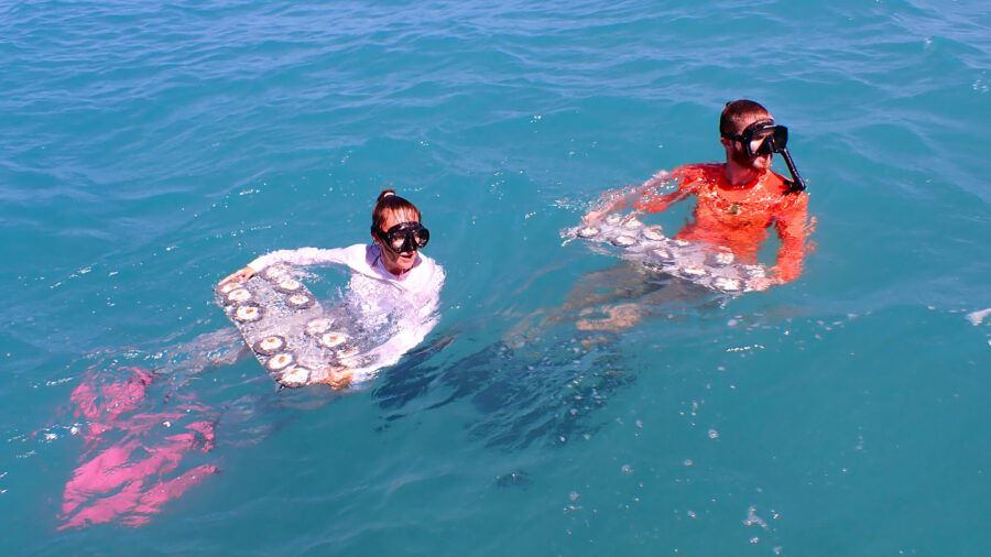 Carly Dennison (left) and Jordan Holder from the University of Miami Rosenstiel School prepare to outplant “Flonduran” and Florida elkhorn corals in the Dry Tortugas. Credit: Bailey Marquardt/Coral Reef Futures Lab