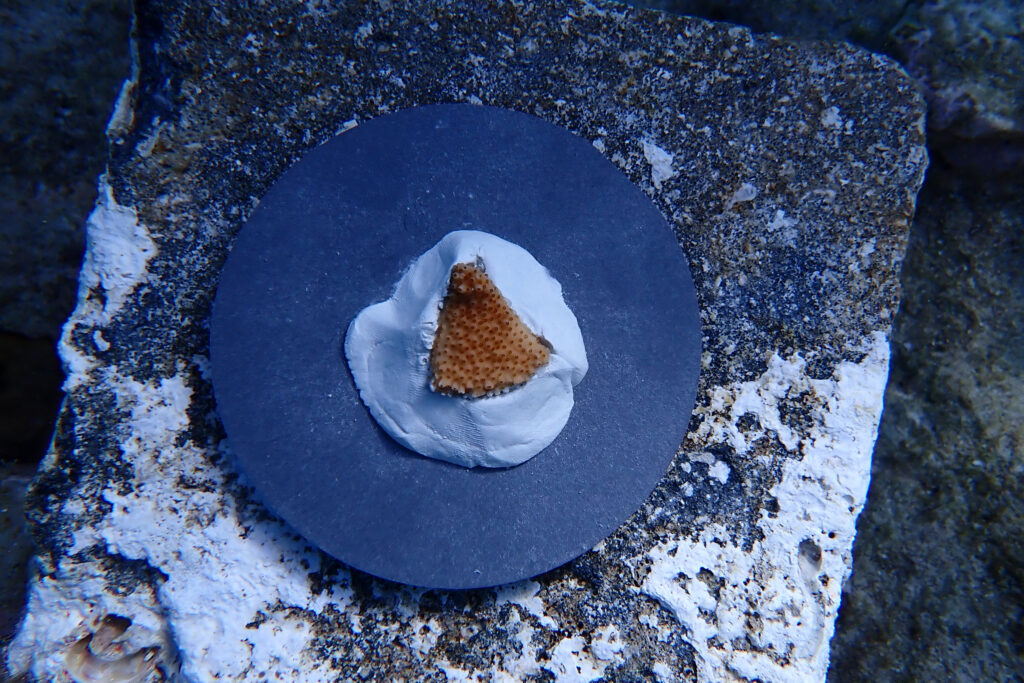 Scientists recently outplanted the young “Flonduran” coral colonies in the Dry Tortugas to test their heat tolerance. Credit: Bailey Marquardt/Coral Reef Futures Lab