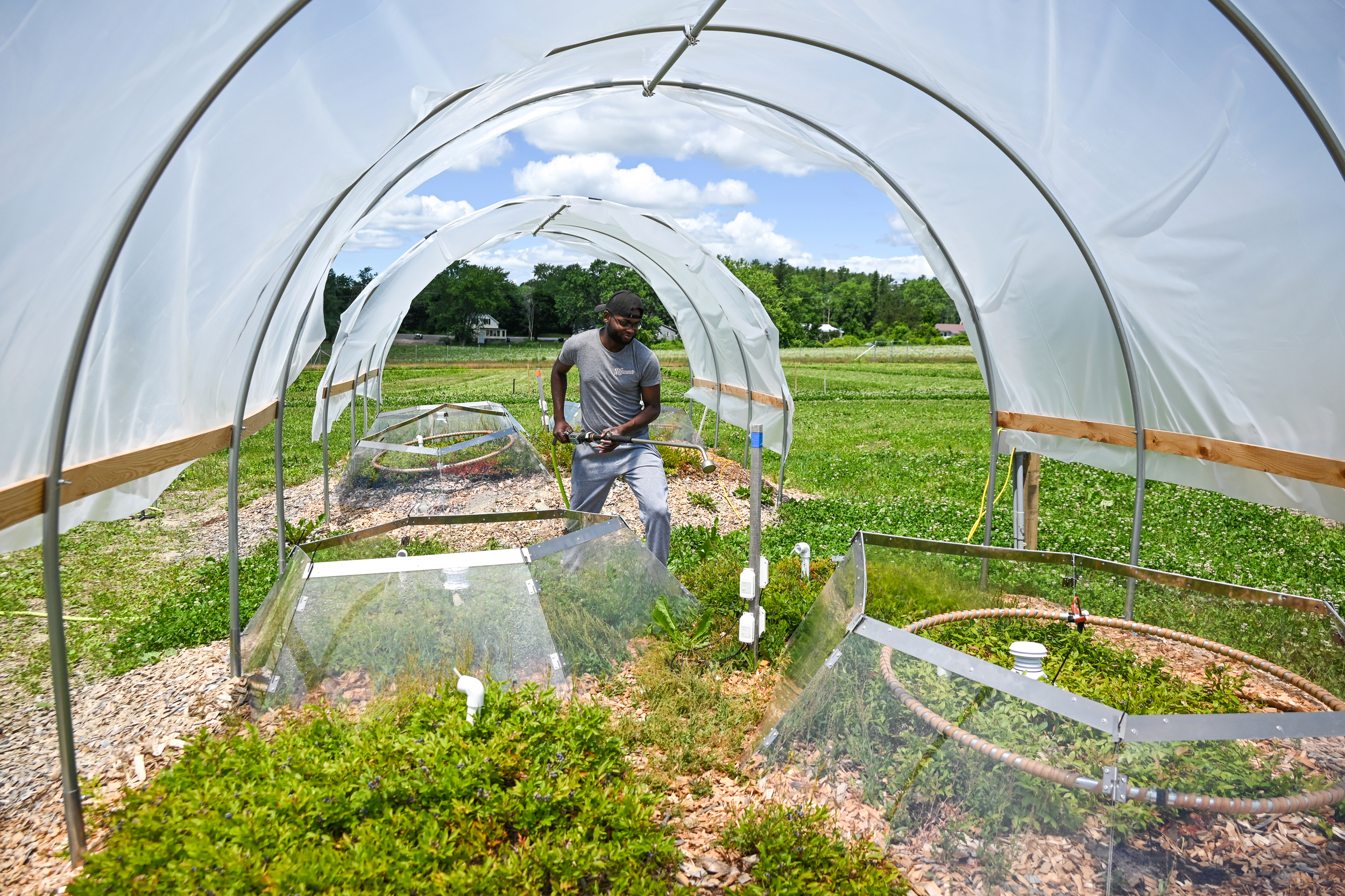 Plexiglass structures trap heat to simulate a warmer climate for wild blueberry bushes at the Wyman’s Research Center. Credit: Courtesy of Rachel Schattman