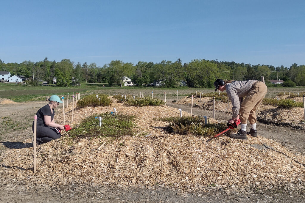 Scientists at the Wyman’s Research Center in Maine study the effect of rising heat and changing rainfall on wild blueberries, one of the state’s signature crops. Credit: Courtesy of Rachel Schattman
