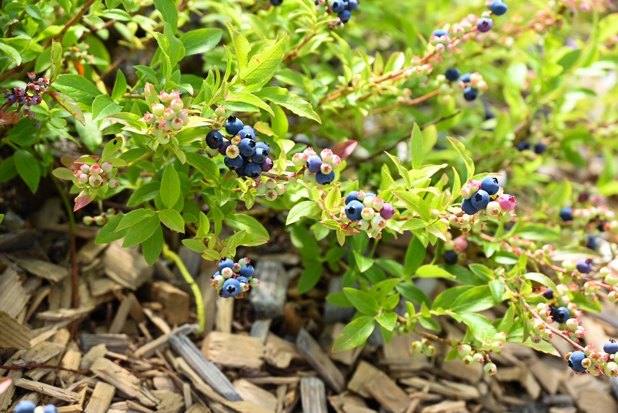Wild blueberries are smaller and have a stronger flavor compared to cultivated blueberries. Maine produces almost the entirety of the United States’ wild blueberry crop, most of which is packed and sold frozen rather than fresh. Credit: Courtesy of Rachel Schattman