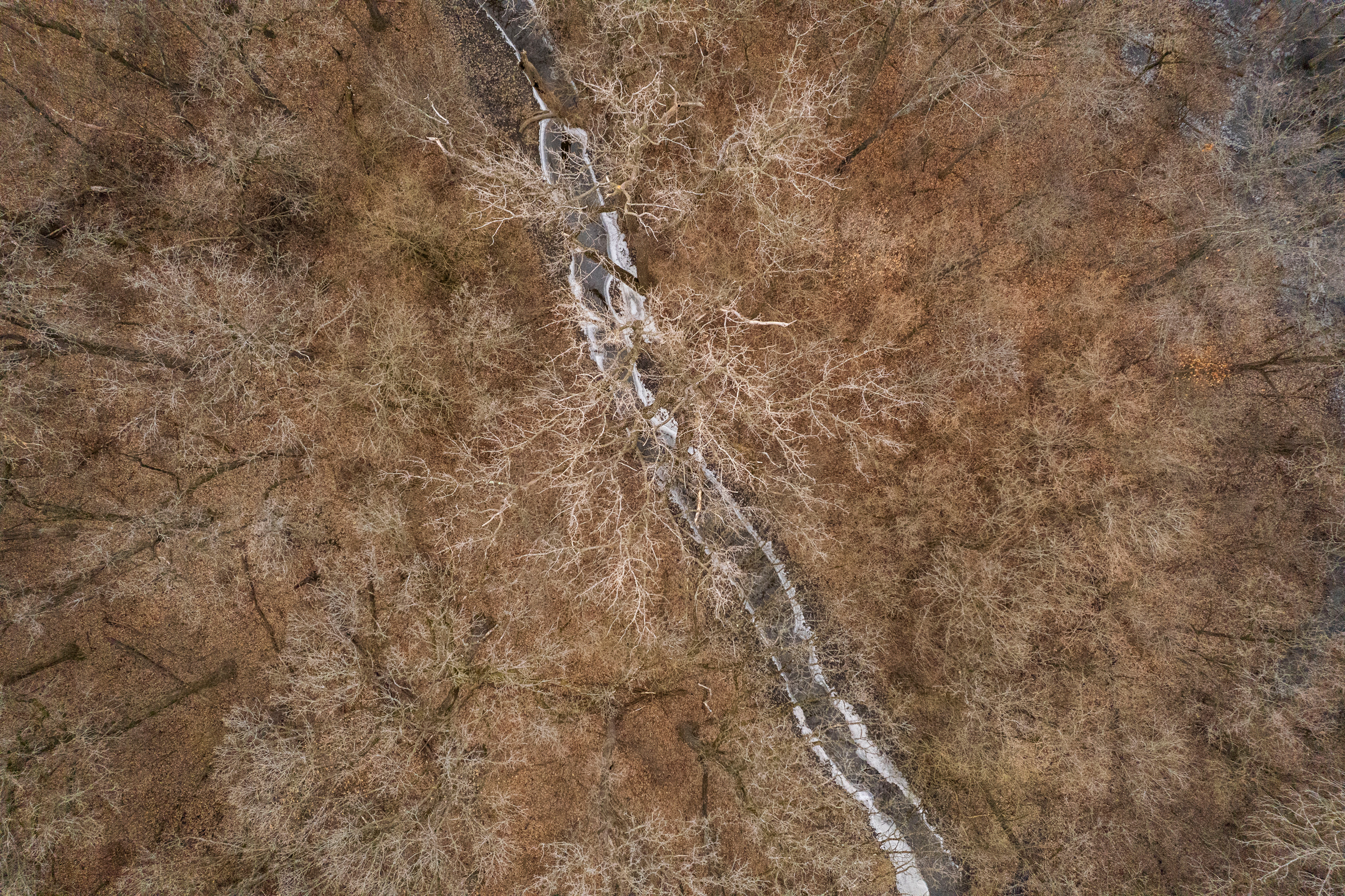 Hundreds of acres owned by the Forest Preserves of Cook County in Glenwood are being considered for a new wetlands project that would help capture stormwater for flood control. Credit: Anthony Vazquez/Sun-Times