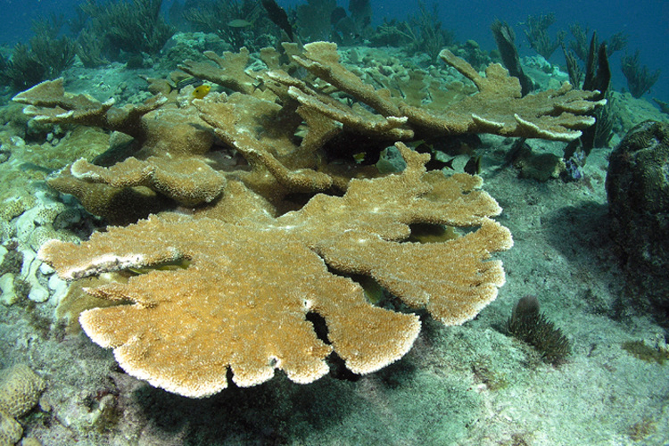 Fully grown elkhorn corals. Credit: NOAA