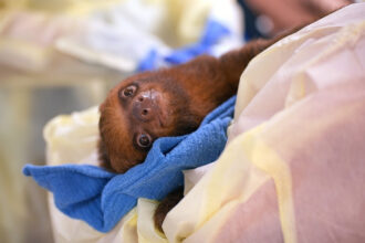 The medical team at Central Florida Zoo & Botanical Gardens treats a sloth received from Sloth World, where dozens of the animals died. Credit: Central Florida Zoo & Botanical Gardens