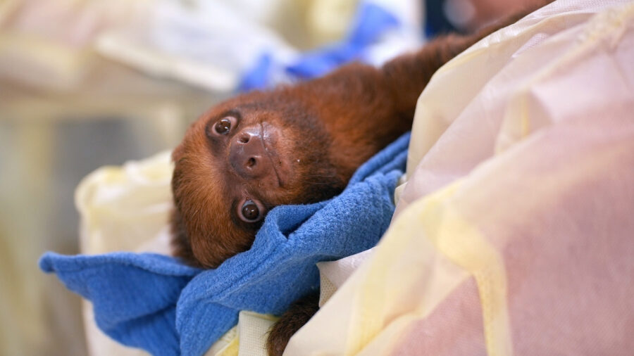 The medical team at Central Florida Zoo & Botanical Gardens treats a sloth received from Sloth World, where dozens of the animals died. Credit: Central Florida Zoo & Botanical Gardens