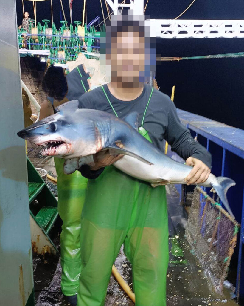 A crew member poses with a juvenile shark.