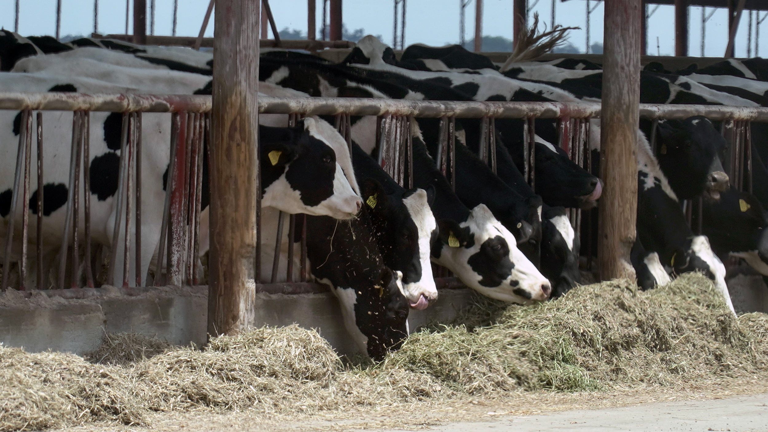 A CAFO in California’s Central Valley. The state’s Region 5, which includes this valley, is currently considering stricter rules over how farmers report waste. Credit: Steven Rodas/Inside Climate News