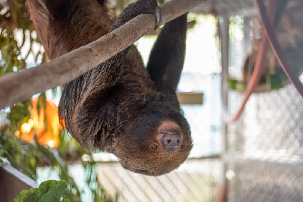 A sloth named Chewie hangs in an enclosure at the Central Florida Zoo. Credit: Central Florida Zoo