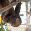 A sloth named Chewie is one of the few survivors transferred from Sloth World. Credit: Central Florida Zoo