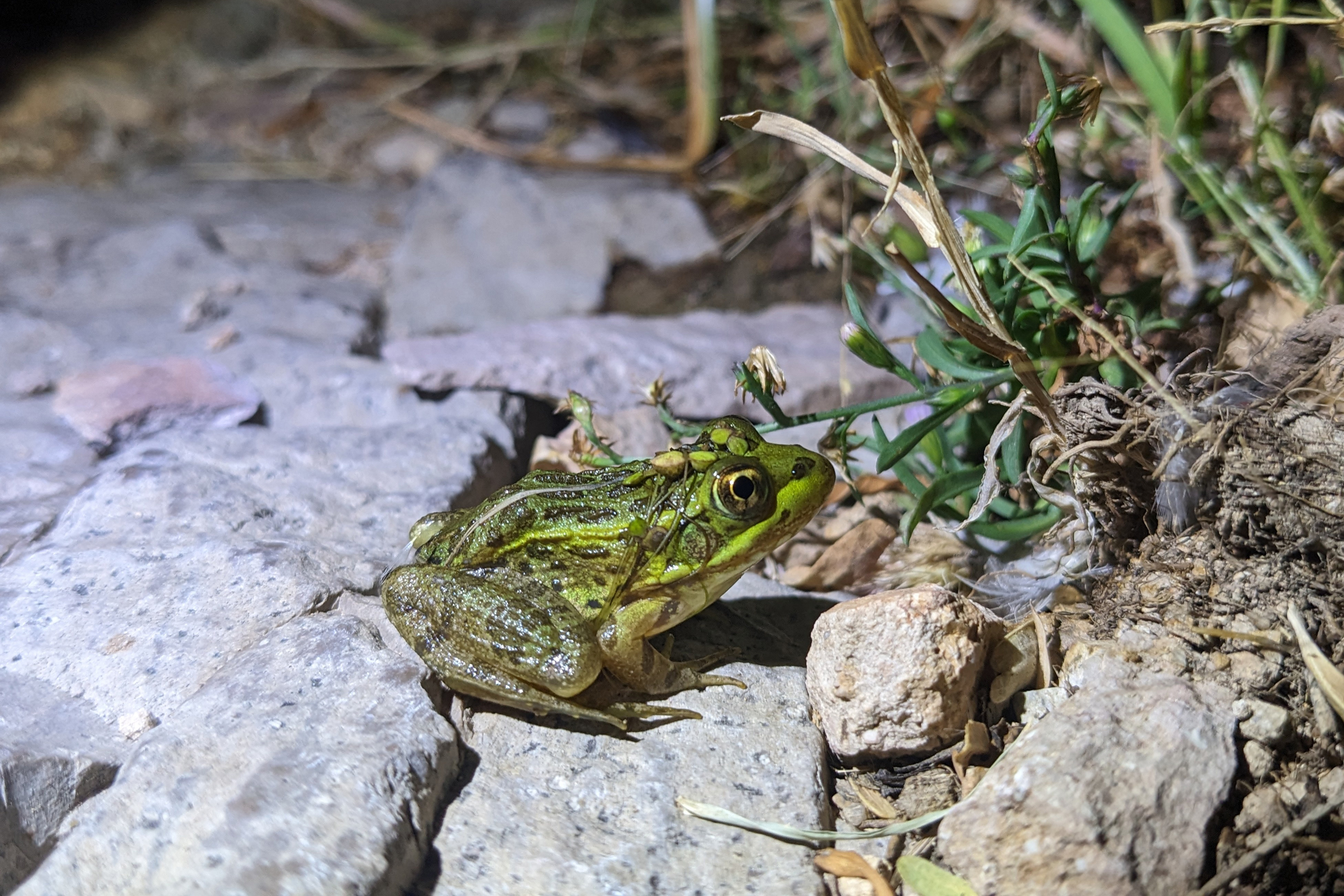 The Chiricahua leopard frog is listed as threatened under the Endangered Species Act, with drought, wildfire and a fungal disease decimating its population across Arizona and New Mexico. Credit: Courtesy of the Amphibian and Reptile Conservancy