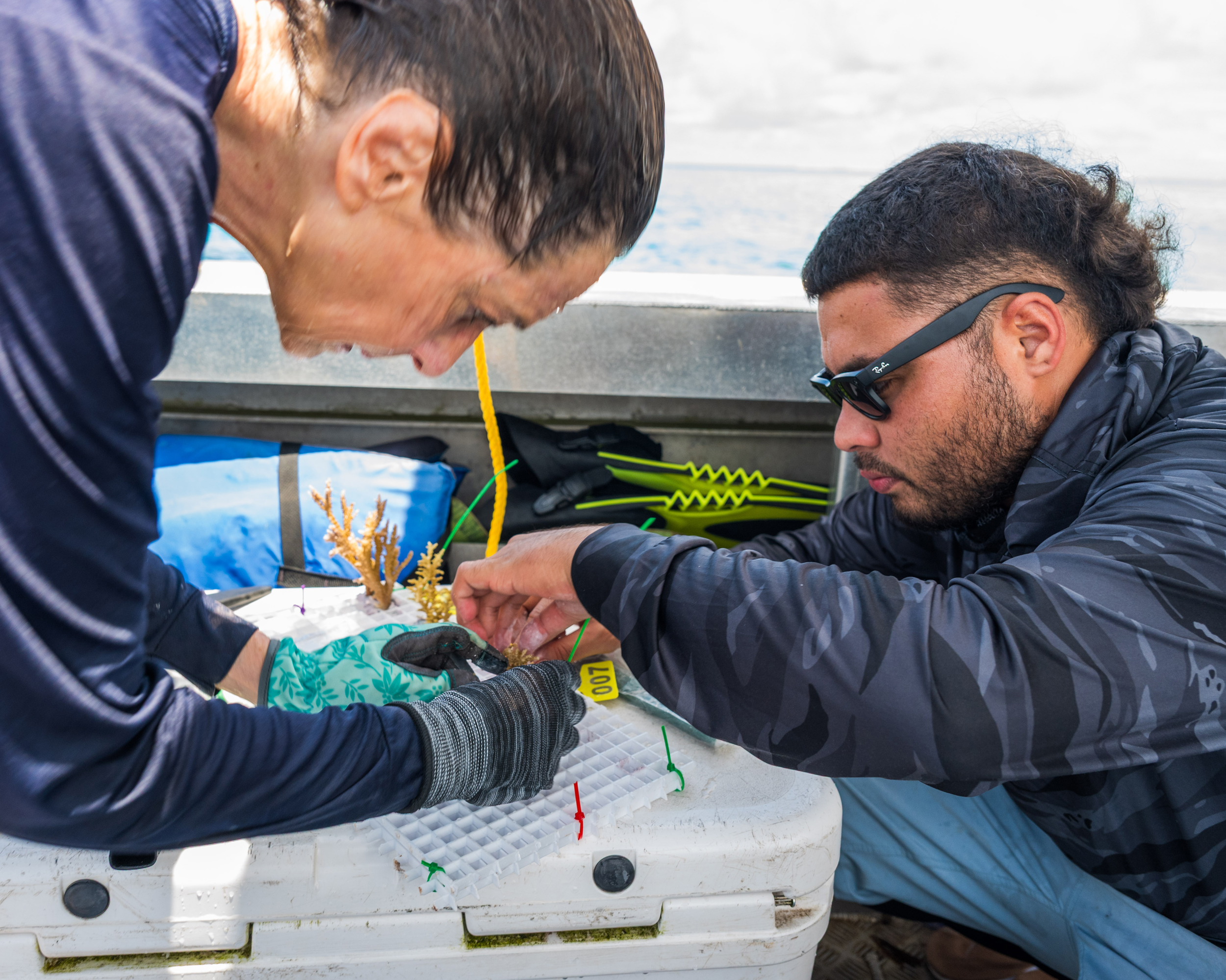 Anne Cohen and AJ Alik collect coral fragments that will be sent off to James Cook University in Australia for genetic analysis. Credit: Tim Briggs