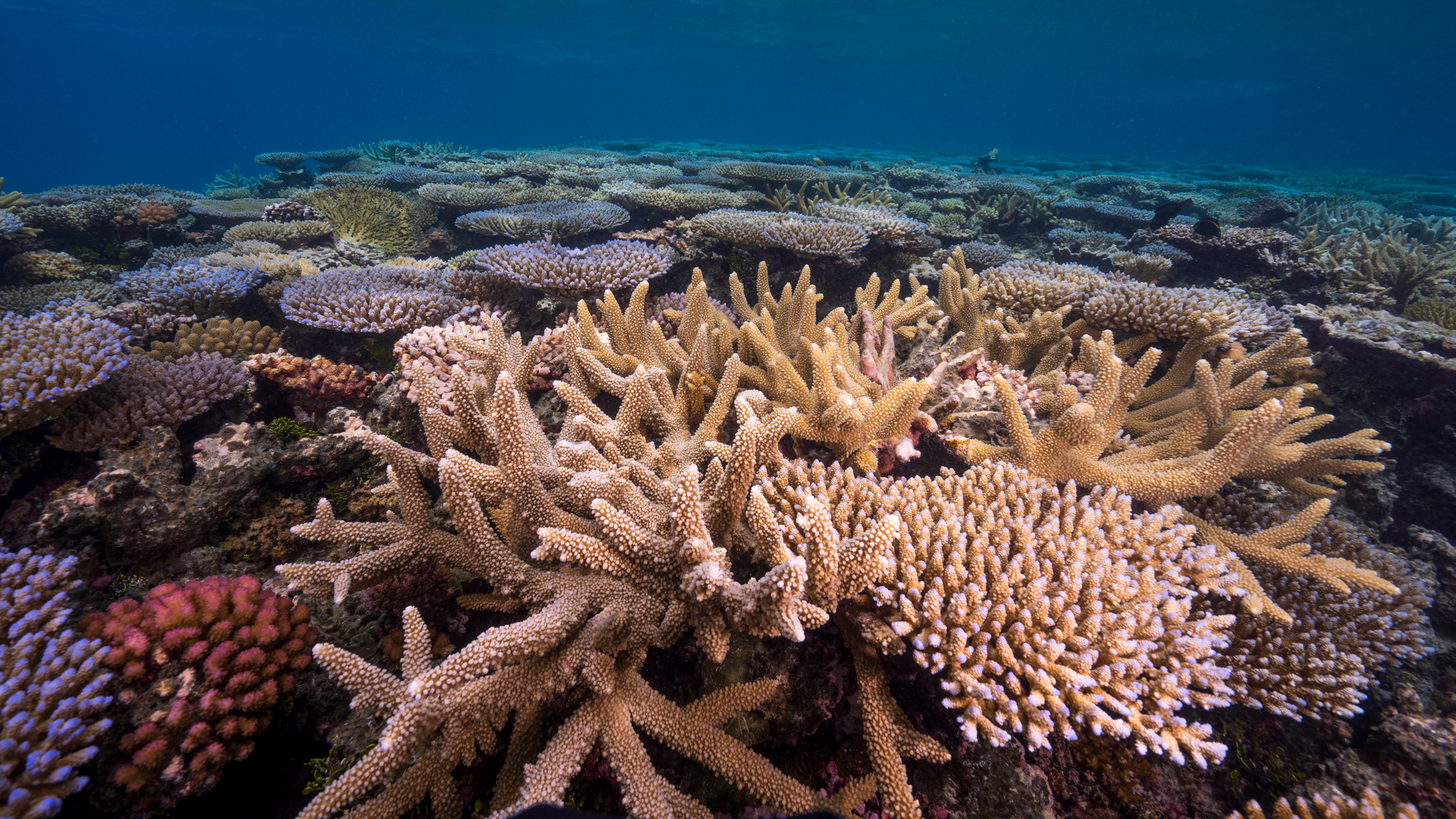 Marine heatwaves have caused many reefs in Majuro to bleach in recent years. Yet, some reefs have shown remarkable capacity to recover from, or resist, such heat stress. Credit: Tim Briggs