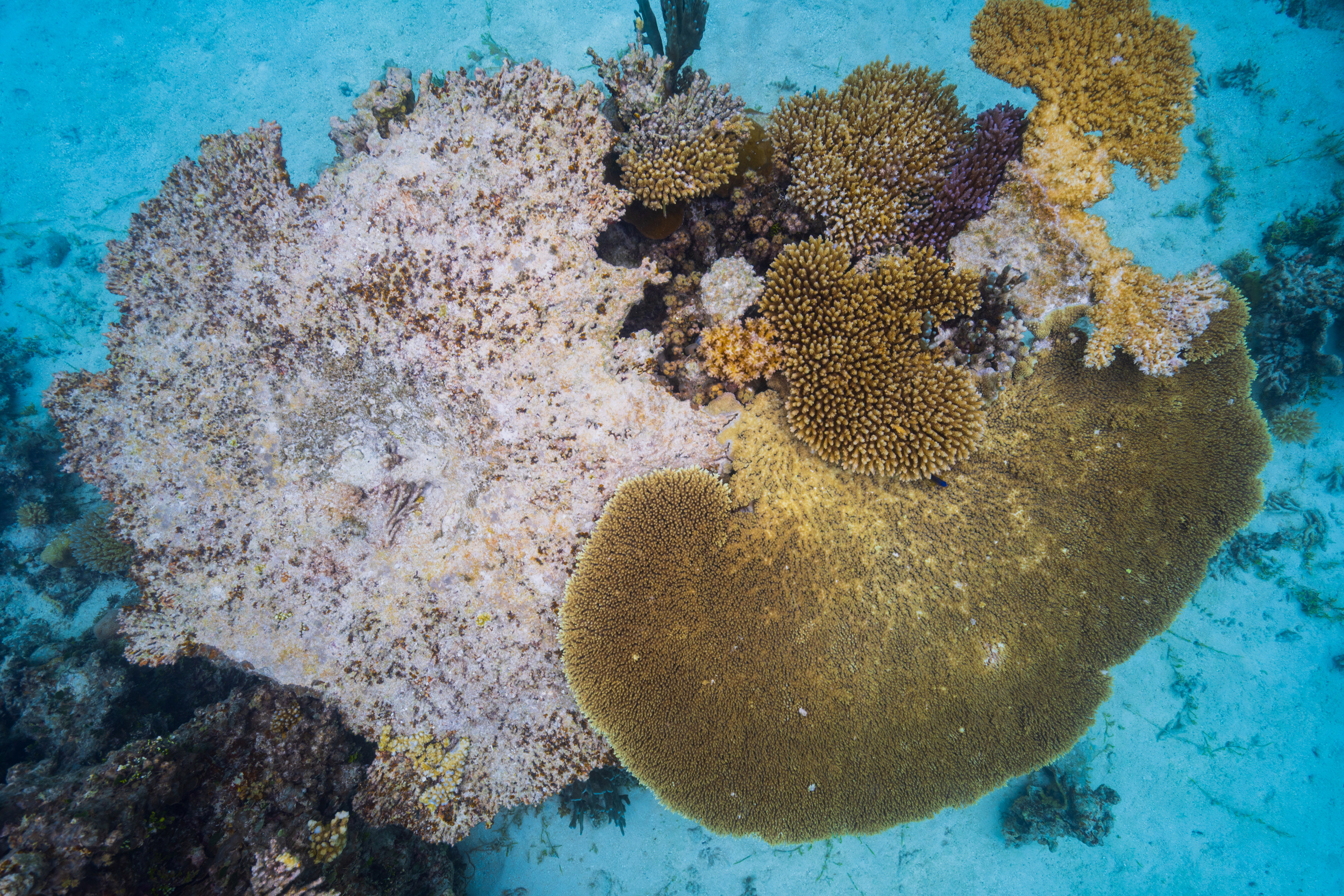 Anne Cohen is particularly interested in studying corals that thrive even as nearby colonies bleach or die. These resilient species, she said, may be key to future restoration efforts. Credit: Tim Briggs