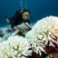 A diver checks the coral reefs of Moorea in French Polynesia during a major bleaching event on May 9, 2019. Credit: Alexis Rosenfeld/Getty Images