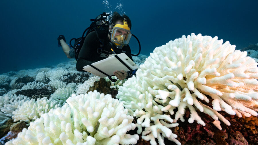 A diver checks the coral reefs of Moorea in French Polynesia during a major bleaching event on May 9, 2019. Credit: Alexis Rosenfeld/Getty Images