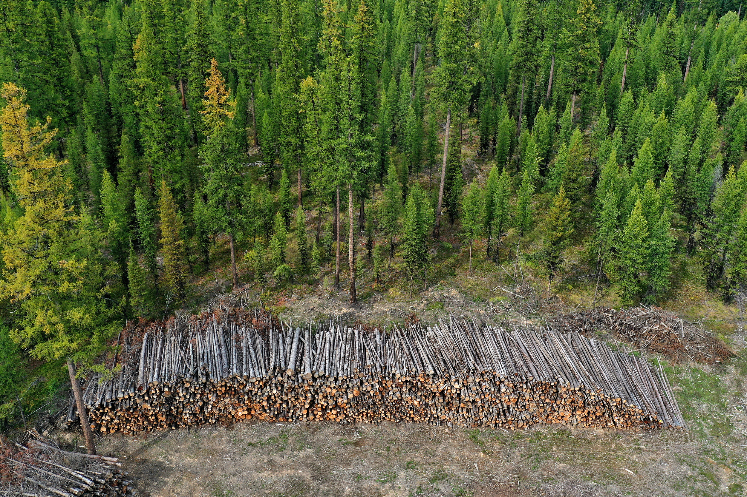 Recently cut pine and fir logs are stacked to be trucked out of the Glacier National Forest in September 2019 near West Glacier, Mont. Credit: Chip Somodevilla/Getty Images