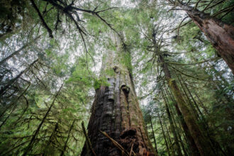 A western red cedar stands in a forest near Port Renfrew on Vancouver Island in British Columbia. Credit: Cole Burston/AFP via Getty Images