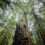 A western red cedar stands in a forest near Port Renfrew on Vancouver Island in British Columbia. Credit: Cole Burston/AFP via Getty Images