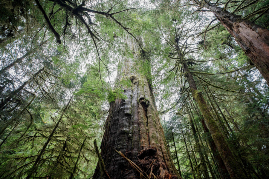 A western red cedar stands in a forest near Port Renfrew on Vancouver Island in British Columbia. Credit: Cole Burston/AFP via Getty Images