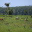 Cows graze in a deforested area of the Colombian Amazon. Credit: Raul Arboleda/AFP via Getty Images