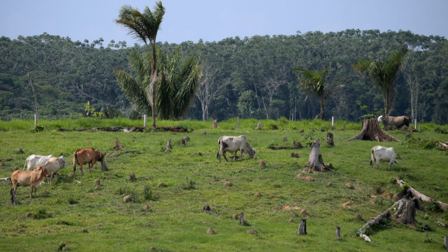 Cows graze in a deforested area of the Colombian Amazon. Credit: Raul Arboleda/AFP via Getty Images