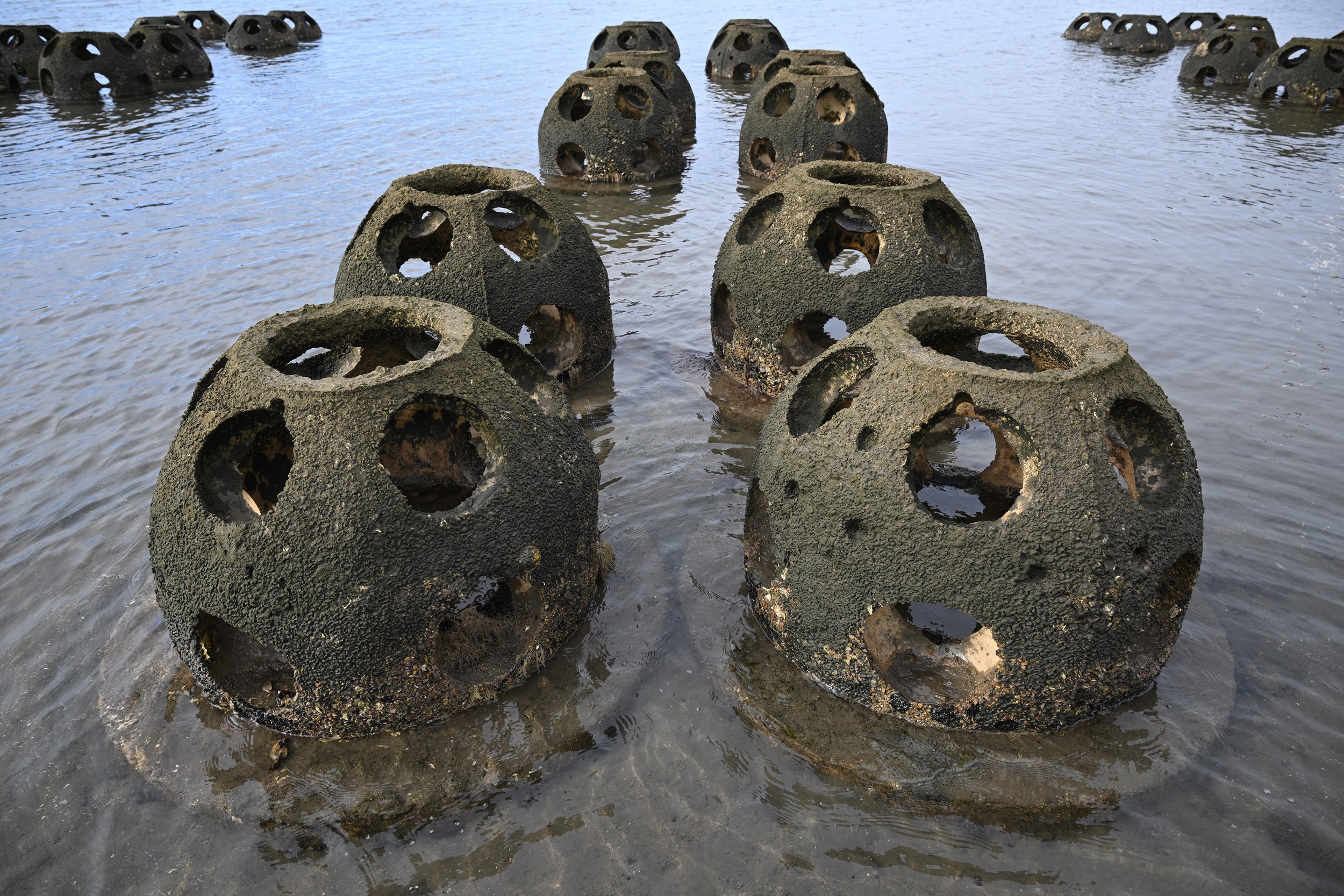 Reef balls made from a mixture of cement, sand and crushed oyster shells form a living shoreline near the Chula Vista Wildlife Refuge in Chula Vista, Calif. Credit: Robyn Beck/AFP via Getty Images