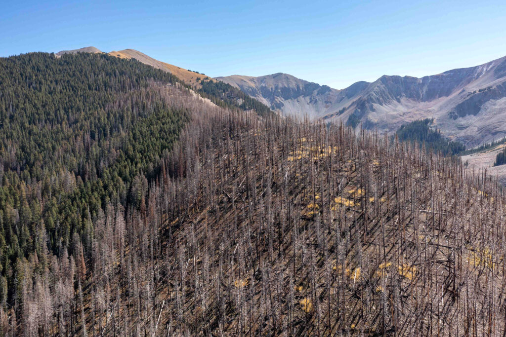 Across Ecosystems, Dead Organisms Help Shape the Living World