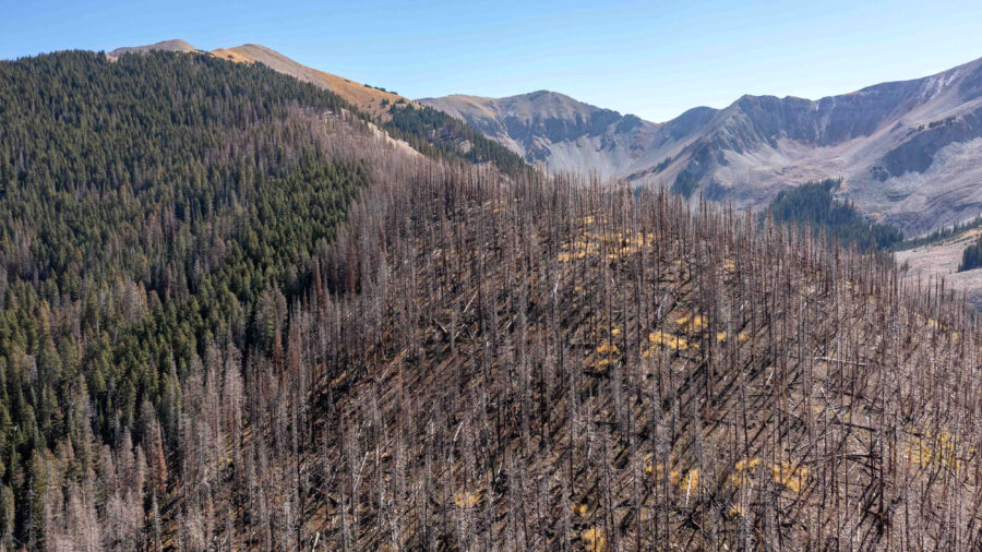 Dead trees burned by a wildfire span across the Manti-La Sal National Forest near Moab, Utah, in 2022. Credit: Jon G. Fuller/Universal Images Group via Getty Images