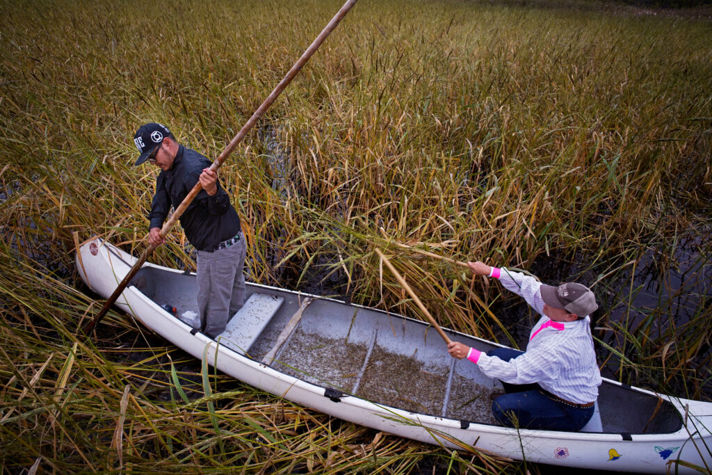 Wild Rice Faces Numerous Threats—and Has Determined Protectors