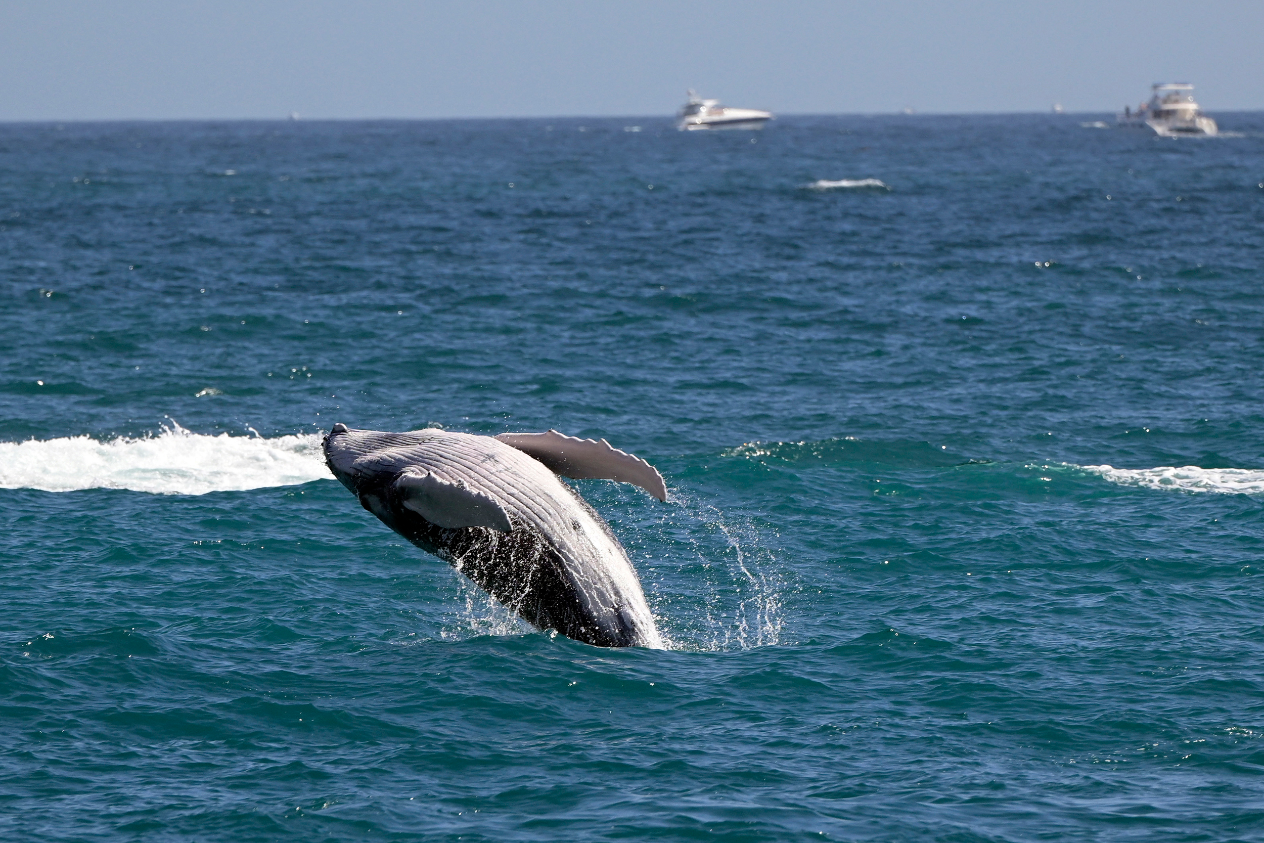 A gray whale breaches in the Pacific Ocean near Cabo San Lucas, Mexico. Credit: Alfredo Estrella/AFP via Getty Images