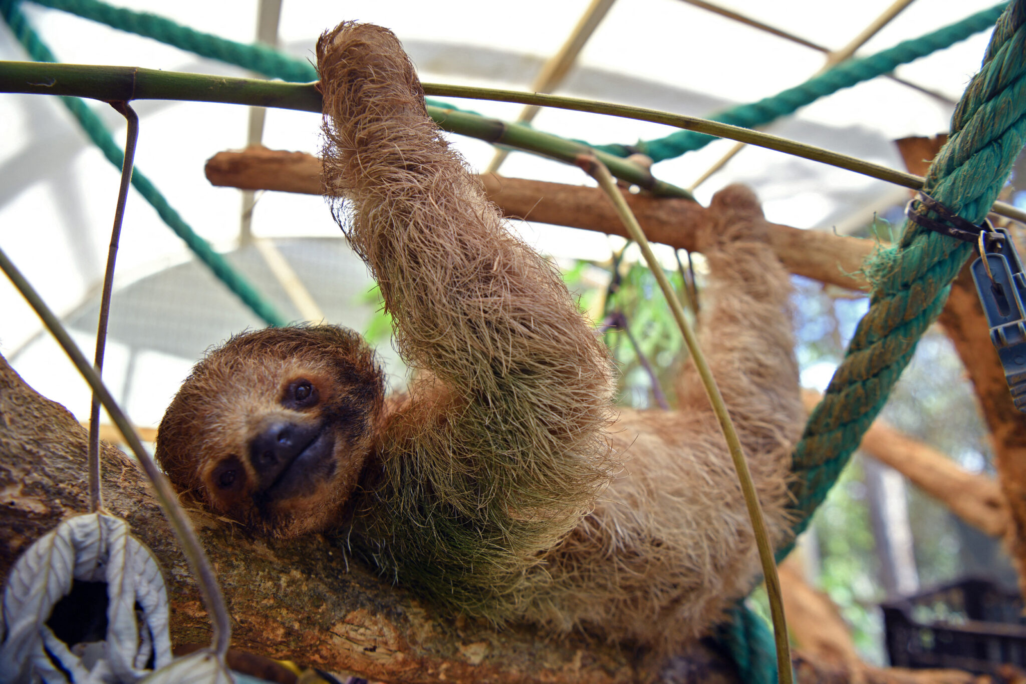 A Sloth Exhibitor Shut Down by New York Wants a Florida Comeback—and ...