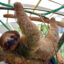 A sloth is seen at the Rescate Wildlife Rescue Center in Alajuela, Costa Rica, on March 16. Credit: Ezequiel Becerra/AFP via Getty Images
