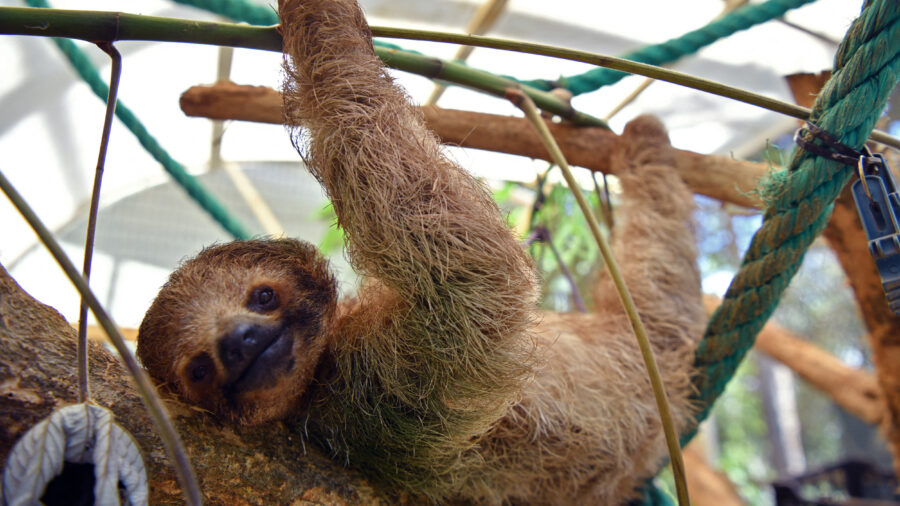 A sloth is seen at the Rescate Wildlife Rescue Center in Alajuela, Costa Rica, on March 16. Credit: Ezequiel Becerra/AFP via Getty Images