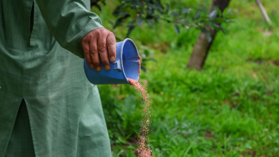 A Kashmiri farmer spreads synthetic fertilizer around an apple orchard on May 23 in Srinagar, Jammu and Kashmir. Credit: Firdous Nazir/NurPhoto via Getty Images