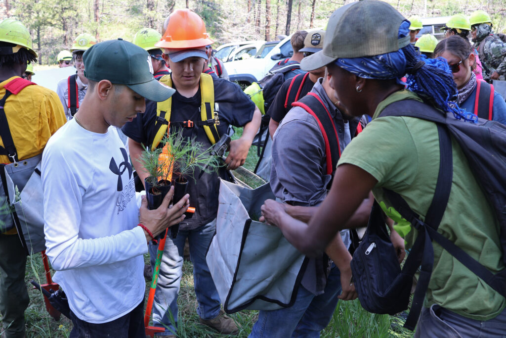 People attend a planting training session for the New Mexico Reforestation Center. Credit: Courtesy of Pouli Sikelianos/NMHU