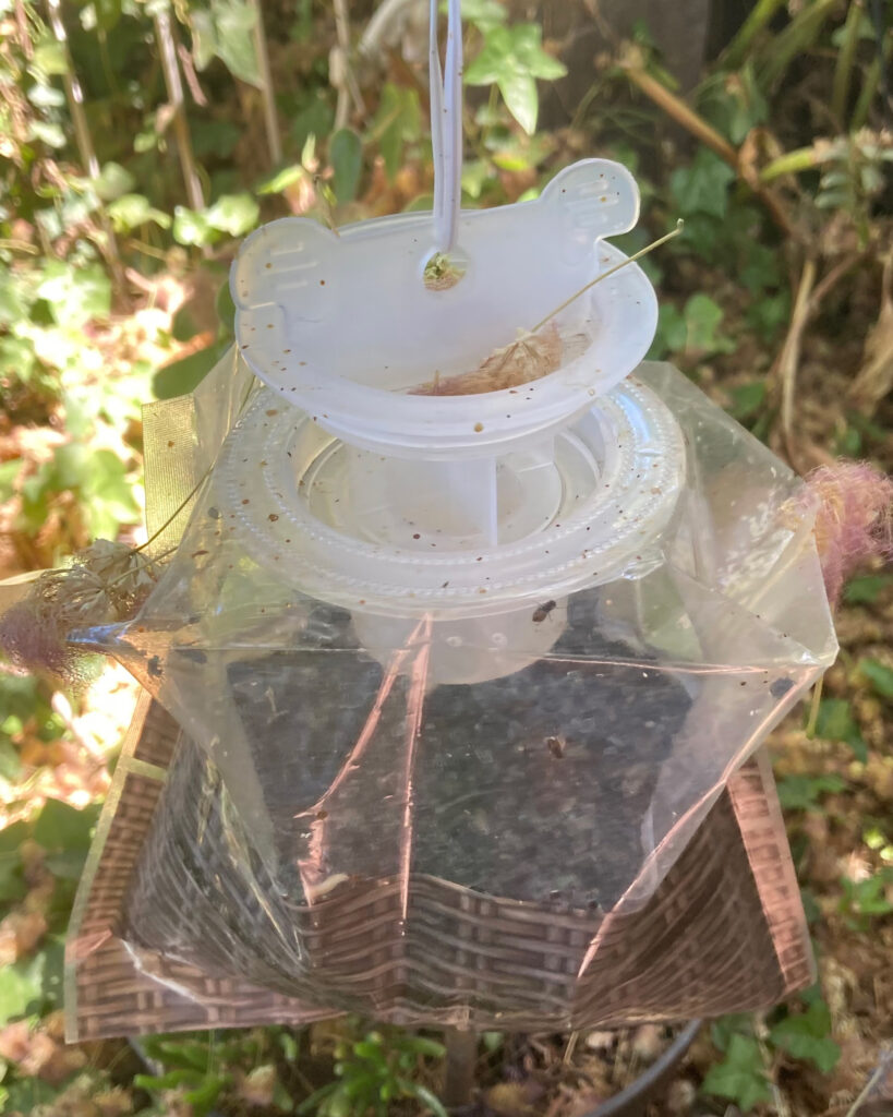 A fly trap in Leonard Moreno’s backyard that he says fills quickly in the hot summer due to dairy farm operations. Credit: Courtesy of Leonard Moreno