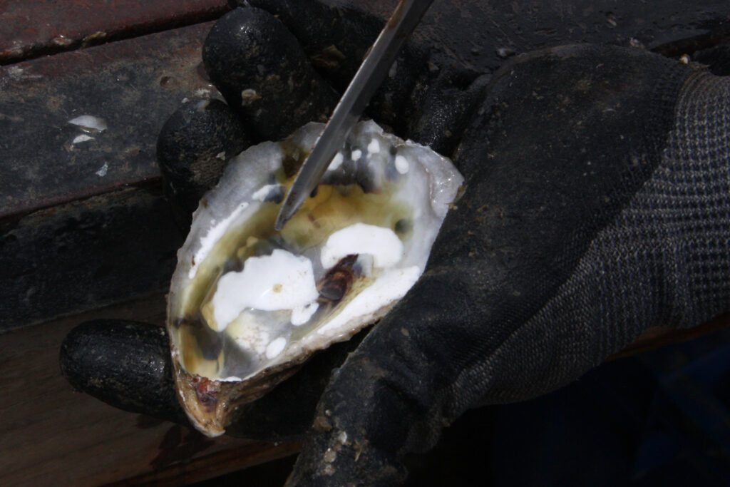 Ever since a dredging project by Venture Global spilled mud and silt beyond its boundaries last year, oysters in nearby farms have been streaked with mud blisters. Credit: Nicholas Kusnetz/Inside Climate News
