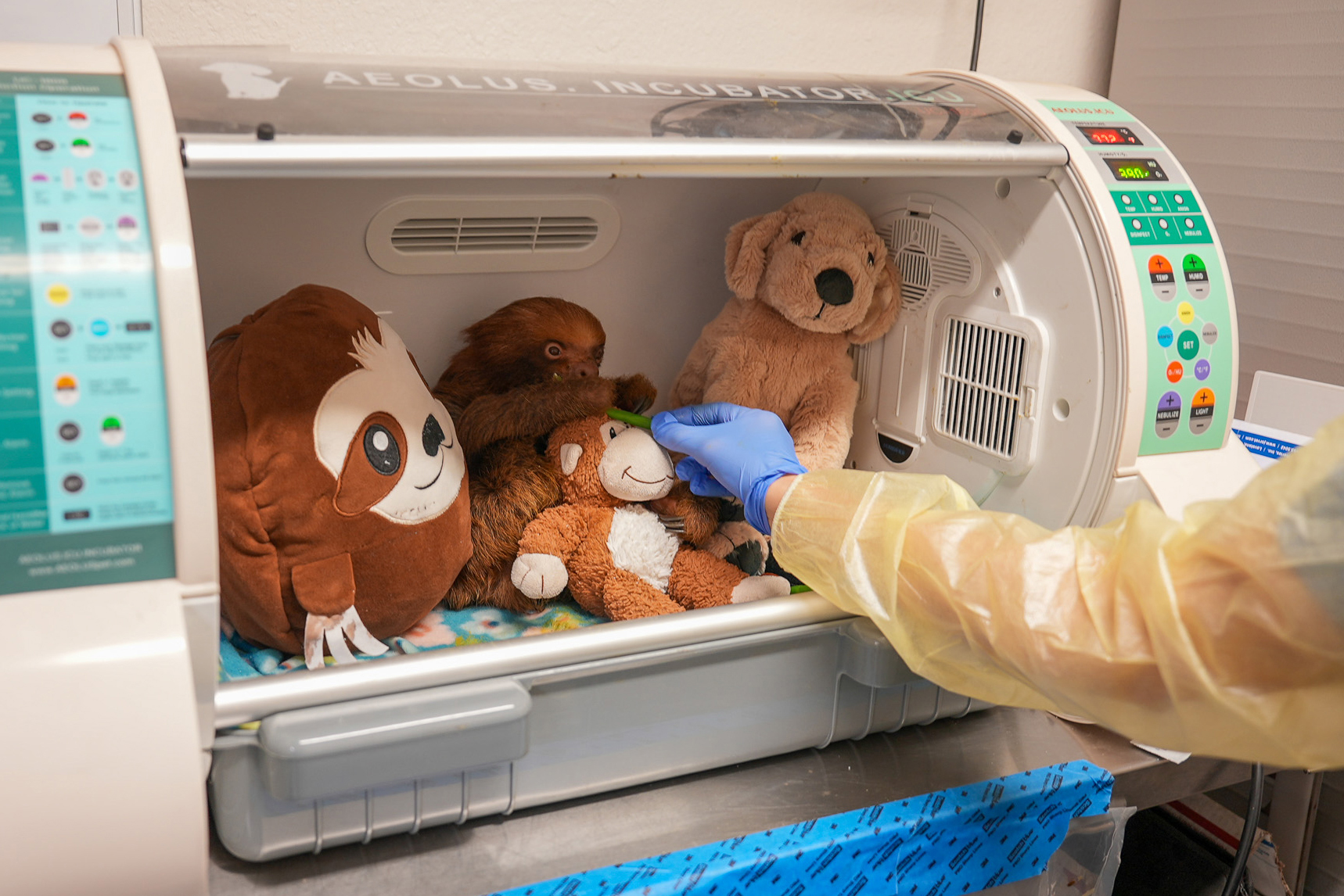 A sloth received from Sloth World sits in an incubator at Central Florida Zoo. Credit: Central Florida Zoo