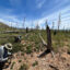 A team with the New Mexico Reforestation Center monitors seedlings in Mora County. Credit: Courtesy of Pouli Sikelianos/NMHU