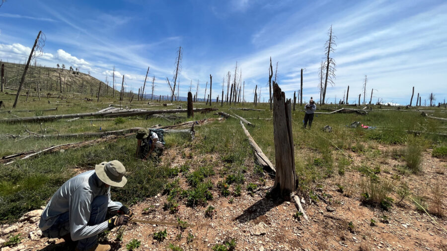 A team with the New Mexico Reforestation Center monitors seedlings in Mora County. Credit: Courtesy of Pouli Sikelianos/NMHU