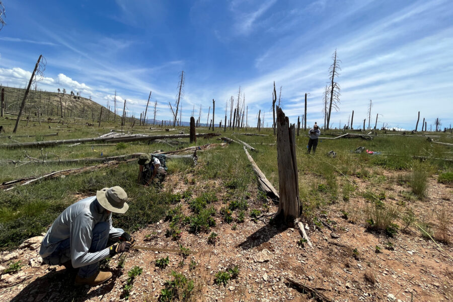 A team with the New Mexico Reforestation Center monitors seedlings in Mora County. Credit: Courtesy of Pouli Sikelianos/NMHU