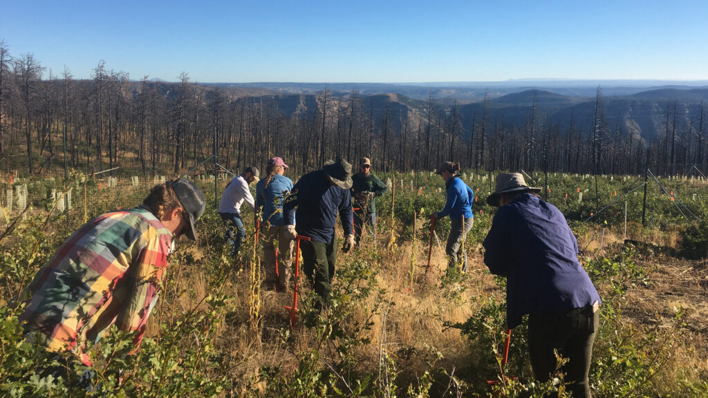 Test seedlings are planted at the Philmont Scout Ranch near the Colorado border, where a fire burned in 2018.. Credit: Courtesy of Pouli Sikelianos/NMHU