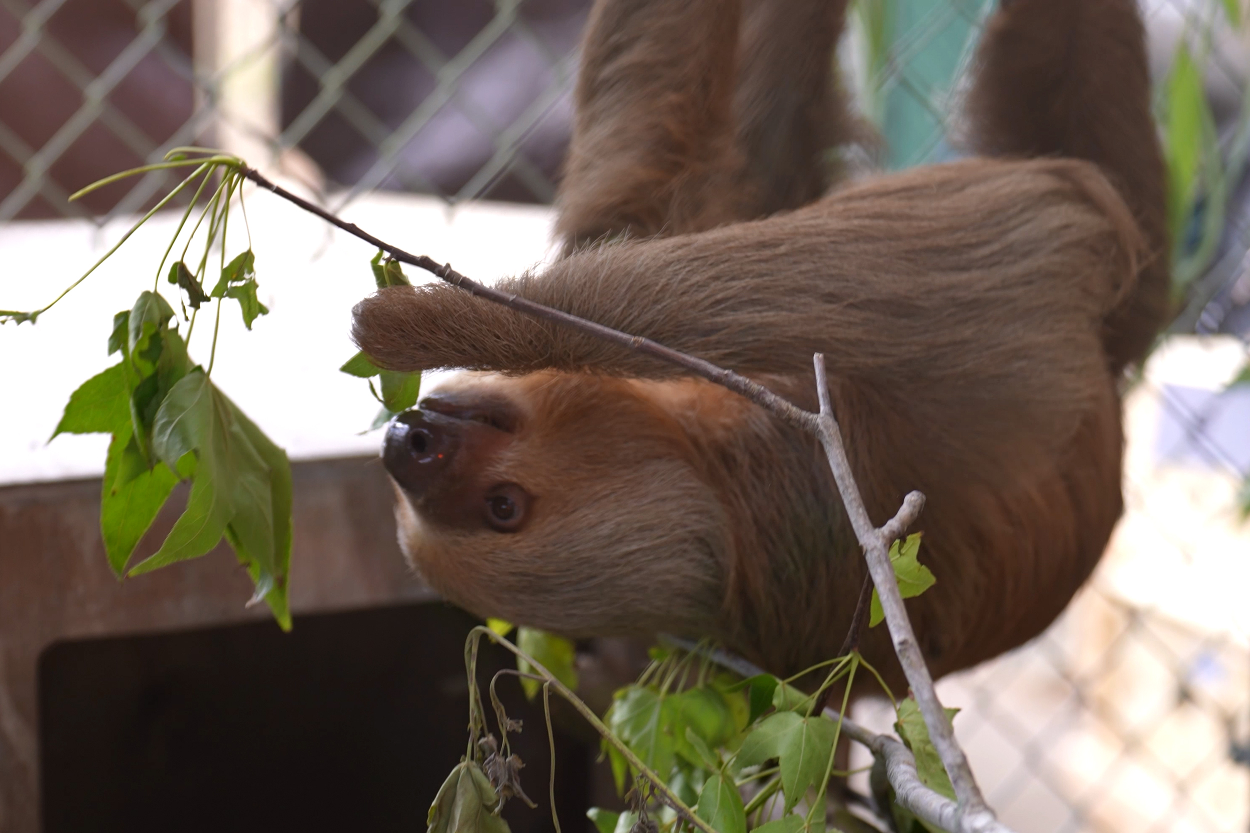 Mass Sloth Deaths in Florida Show Why the Wildlife Trade Is a Pandemic Risk