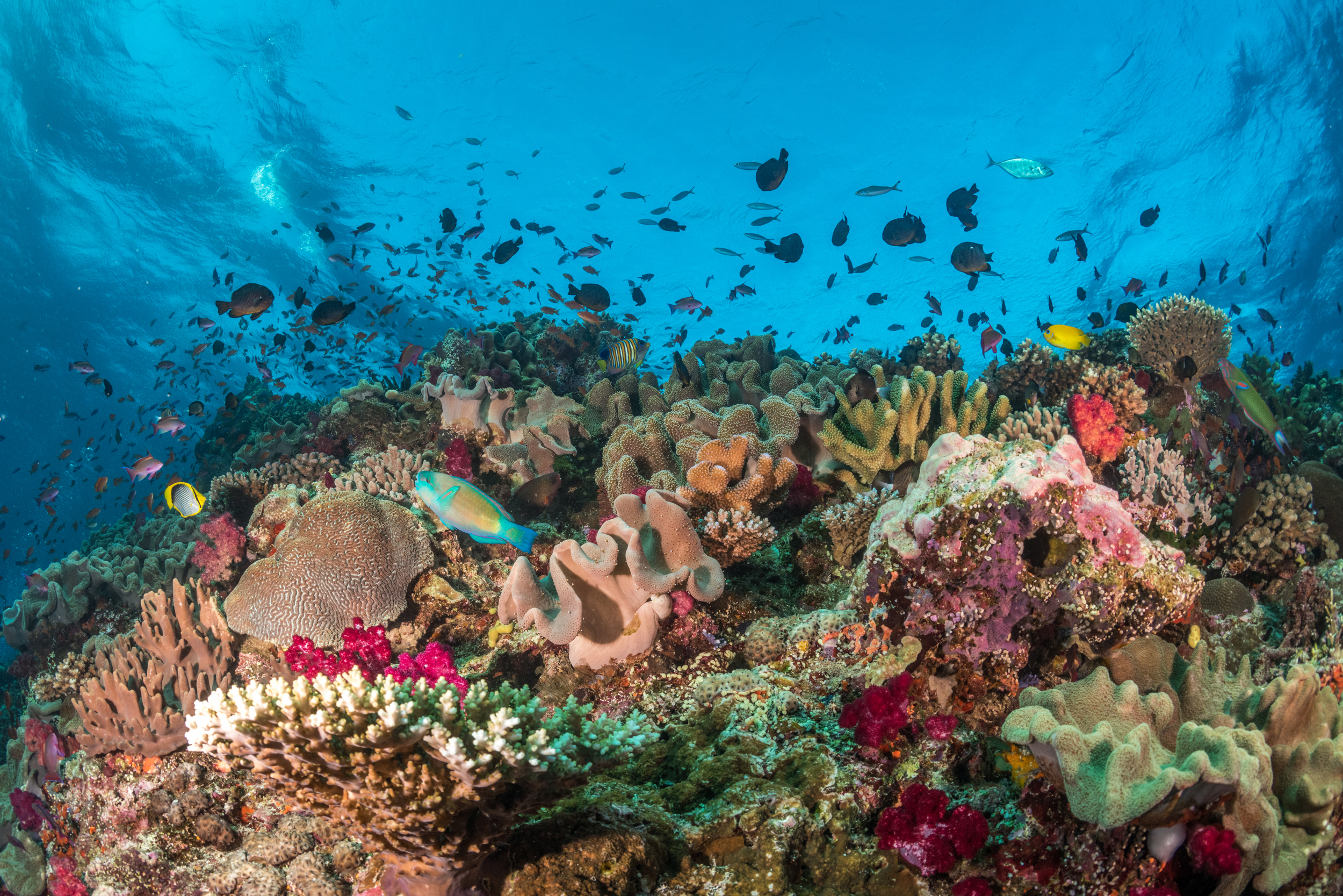 Climate-resilient reefs, like this one in Fiji’s Vatu-i-Ra Conservation Park, are able to avoid, resist or recover from heat stress and other disturbances. Credit: Tom Vierus
