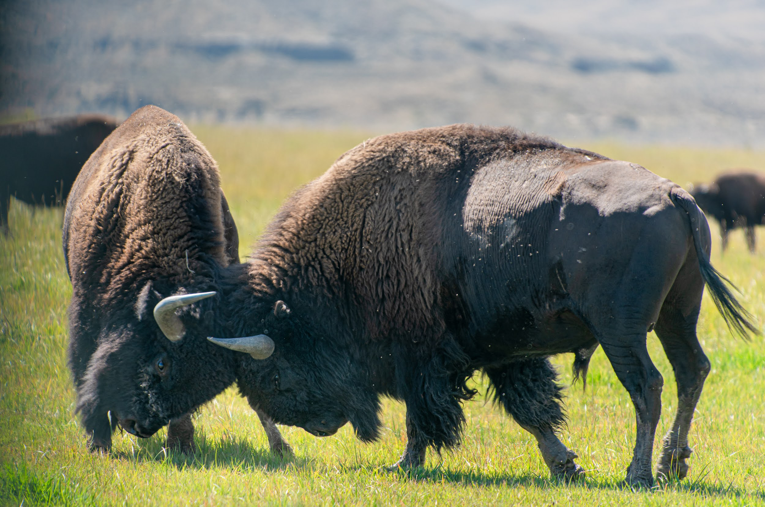Bison spar at the Wind River Tribal Buffalo Initiative in Wyoming. Credit: Michael Kodas/Inside Climate News