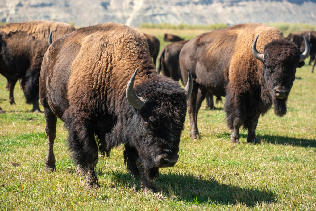 New BLM Grazing Rules Eliminate Tribal Buffalo From Public Lands