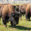 Bison graze at the Wind River Tribal Buffalo Initiative in Wyoming. Credit: Michael Kodas/Inside Climate News